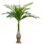 Majestypalm 265 cm